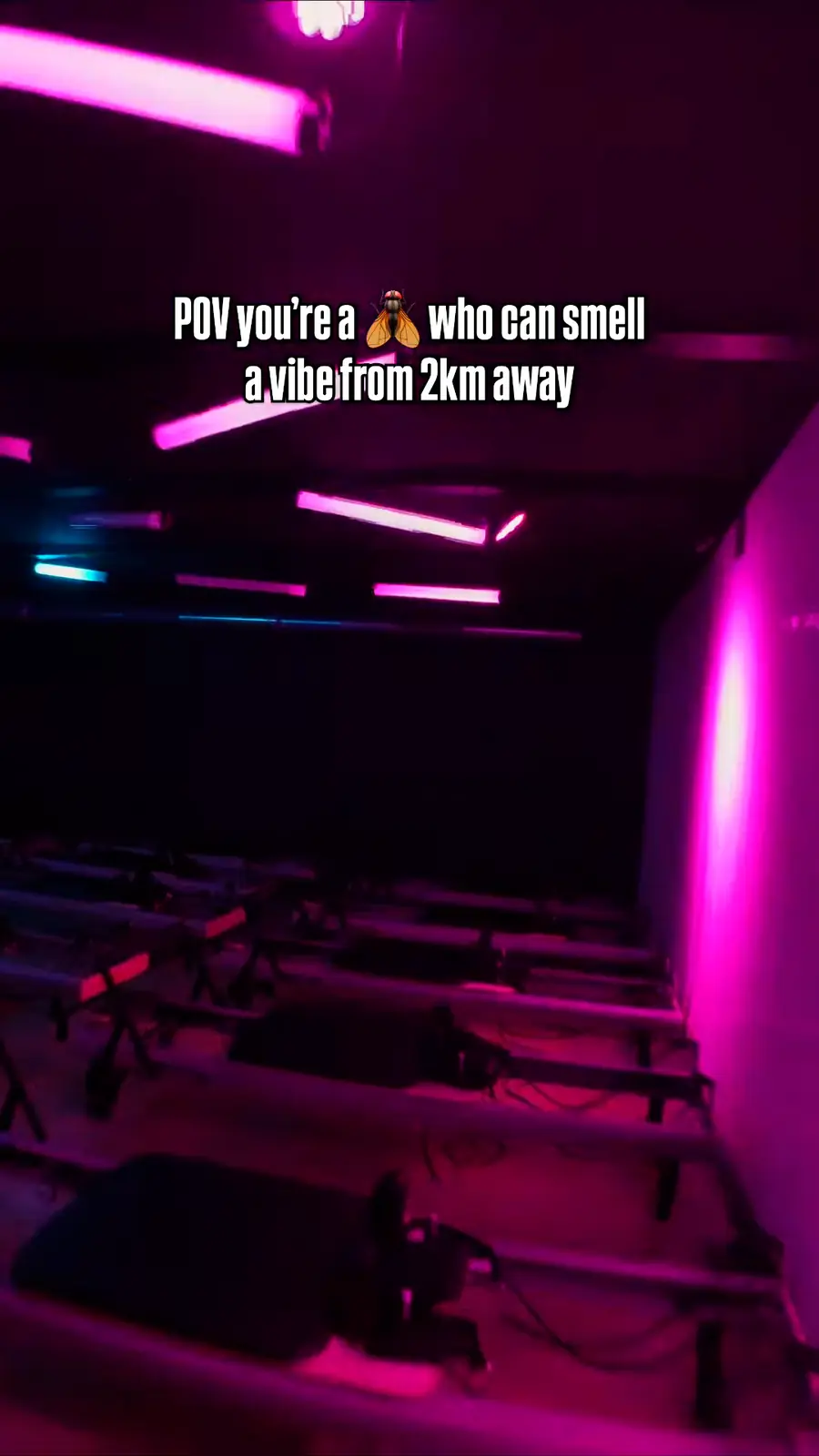 Reformer machines under pink neon in the Gobox studio, Brussels city centre.